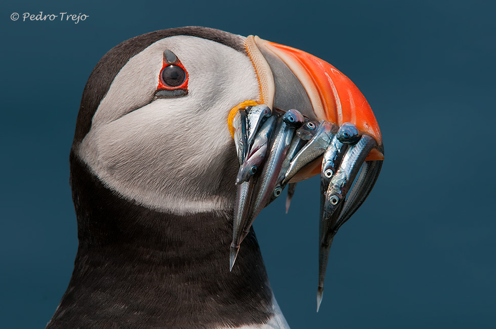 Frailecillo atlántico (Fratercula arctica)